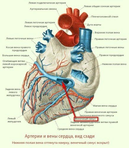 Блокада желудочка сердца причины