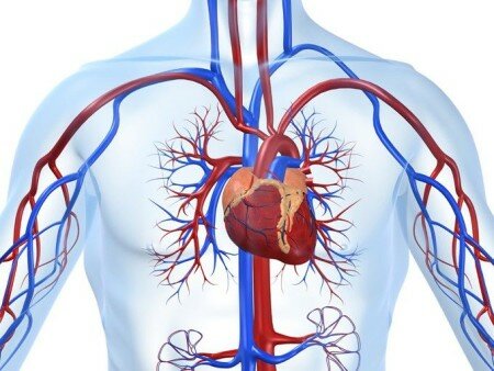 синусовая аритмия сердца 